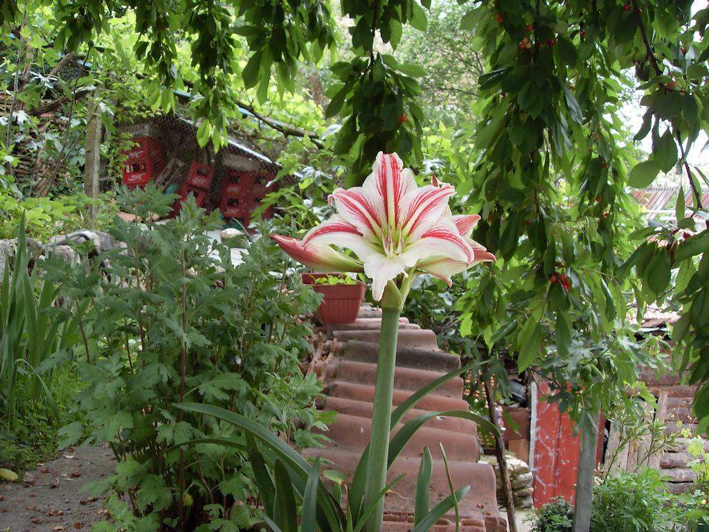 Guest House Rimski Most Melnik  Ngoại thất bức ảnh